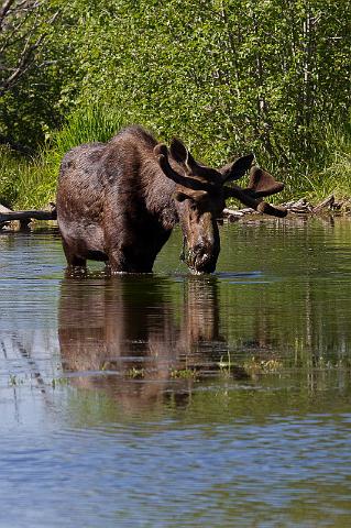 051 Grand Teton NP, Eland.jpg